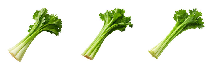 Set of celery isolated on white or transparent background