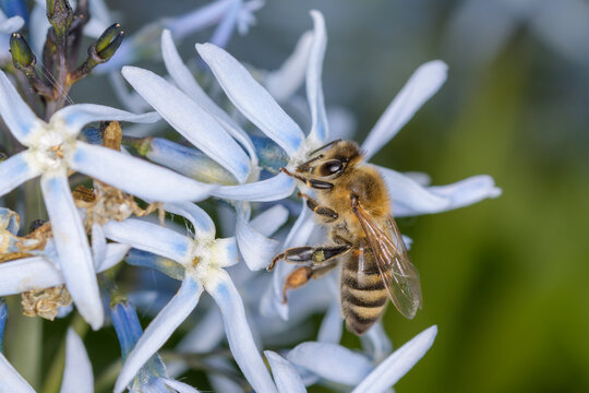 Bee - Apis mellifera - pollinates Amsonia tabernaemontana - the eastern bluestar