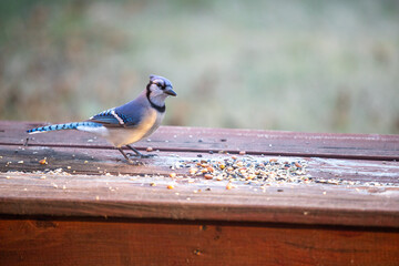 Obraz premium Curious blue jay looking at seeds and nuts