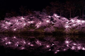 Night Sakura Niigata, Japan
