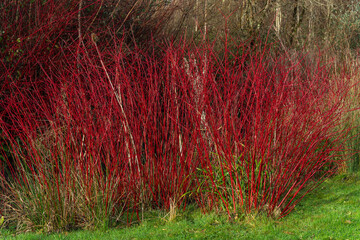 Cornus alba shrub with crimson red stems in winter and red leaves in autumn commonly known as ...