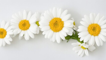 Obraz premium Beautiful Daisy flowers on white surface