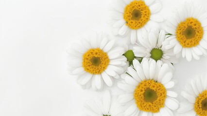Obraz premium Beautiful Daisy flowers on white surface