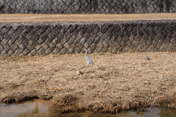 水辺の鷺