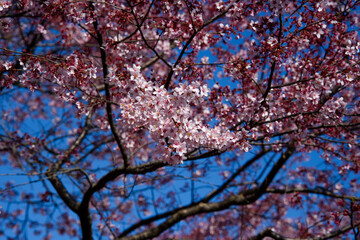 cherry blossom in spring, Sakura, Ueda, Nagano, Japan