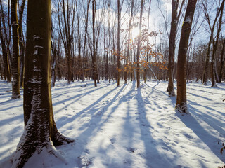 Atmospheric winter forest in the morning. Beautiful light and white snow under the trees. Nature...