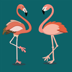 Tropical two vector flamingo cartoon illustration