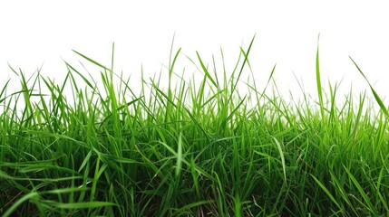 Obraz premium Isolated green grass on a white background