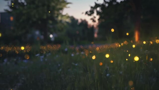 The faint glow of fireflies in a meadow at dusk
