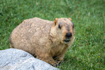 Marmots in the Himalayas, Ladakh, North India