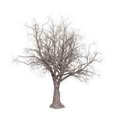 3d render illustration scary dry tree isolated