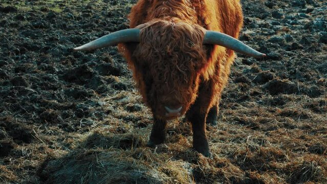 Cinematic footage, Beautiful horned Highland Cattle at Sunrise on a Frozen Meadow, highland cow and calf, A heard of Norwegian highland cattle graze in a rocky pasture