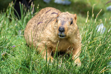 Marmots in the Himalayas, Ladakh, North India