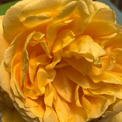 Rose jaune