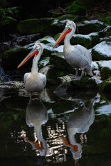 Portrait of two pelicans standing in water - 714199972