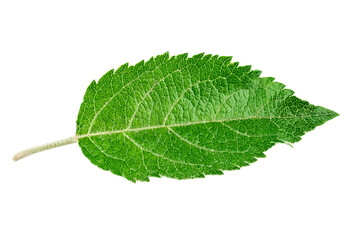 Green leaf on isolated white background.