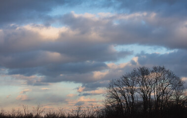 Trees silhouetted against winter sky at dusk