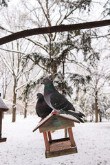 Pigeons sit on a wooden feeder in a winter park