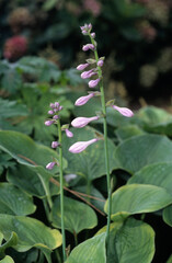 Hosta x 'Pearl Lake' , Funka