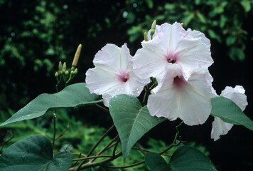 Obraz premium Ipomea carnea, Ipomée