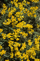 Helichrysum arenarium , Immortelle des sables