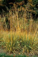 Fototapeta premium Molinia altissima subsp. arundinacea , Graminée