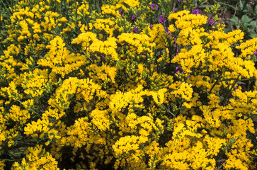 Limonium simuatum 'Forever Gold' , Statice
