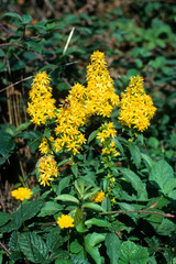 Lysimachia vulgaris , Lysimaque