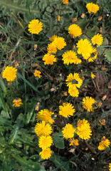 Obraz premium Sonchus arvensis, Laiteron des champs