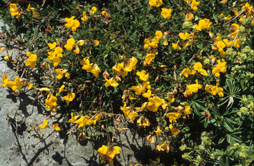 Lotus corniculatus, Lotier corniculé
