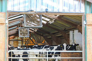 Black and white cows in cowshed in Germany.
