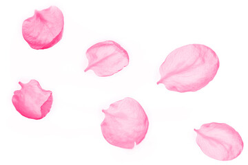 pink cherry blossom petals abstract on white background