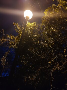 Un lampadaire urbain haut éclairant bien le haut d'un arbre ou d'un buisson, la nuit, sous un ciel bleu foncé, hiver, froid, sans feuillage ou de la verdure, beauté naturelle, joli effet photographie