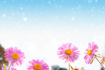 Colorful aster flowers on a background of the autumn landscape