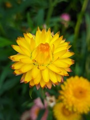 yellow flower in the garden