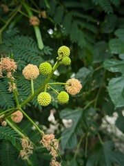 close up of a flower plant