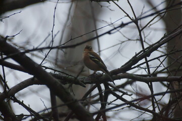 Rare bird among tree branches