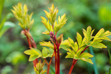 closeup of the bright yellow foliage of 'White Gold' bleeding heart. Lamprocapnos Dicentra...