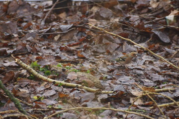 Rare bird among fallen leaves on the ground