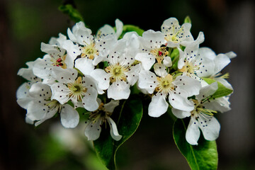 A close-up of white, speckled flowers on a branch.