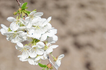 Blooming cherry blossoms display a vibrant mix of white and yellow.
