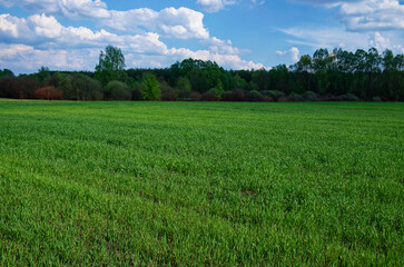 Obraz premium A lush grassy landscape stretches out, surrounded by trees, under a partly cloudy sky.