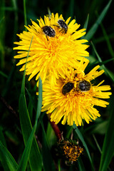 Beetles crawl over a dandelion flower. Flowers and insects. Tropinota hirta. Close-up of Tropinota hirta or Epicometis hirta beetle on a dandelion flower. Hairy Beetle.