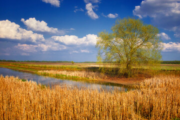 A green tree is near a small pond amidst tall, brown reeds; the sky is blue with white clouds.