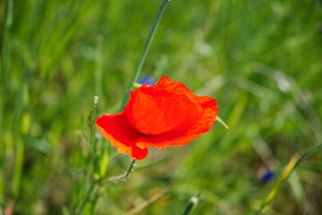 Close-up of a red poppy with detailed petals and stamen.