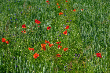 A sunny view of a wheat field dotted with red flowers.