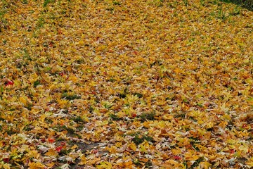 Jesienny dzień w lesie. Ziemia pokryta jest grubą warstwą opadniętych, suchych liści. - obrazy, fototapety, plakaty