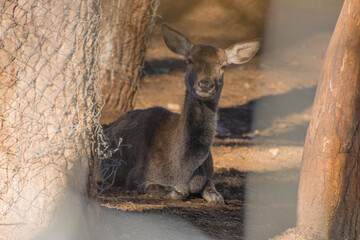 Fototapeta premium deer