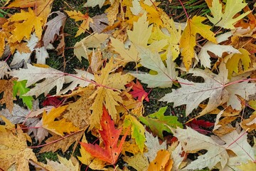 Jesienny dzień w lesie. Ziemia pokryta jest grubą warstwą opadniętych, suchych liści.