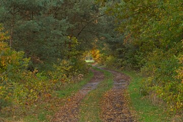 Leśna droga przez gęsty mieszany las. Jest początek jesieni, liście na krzewach przybierają...